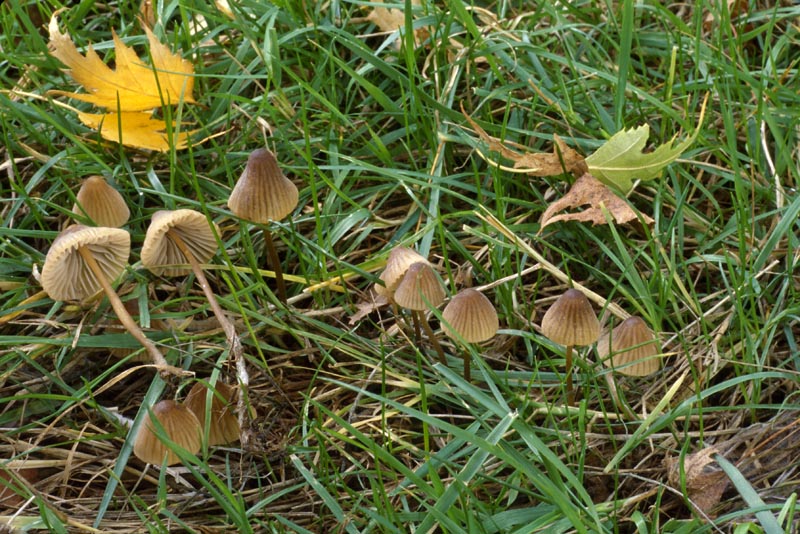 Mycena citrinomarginata